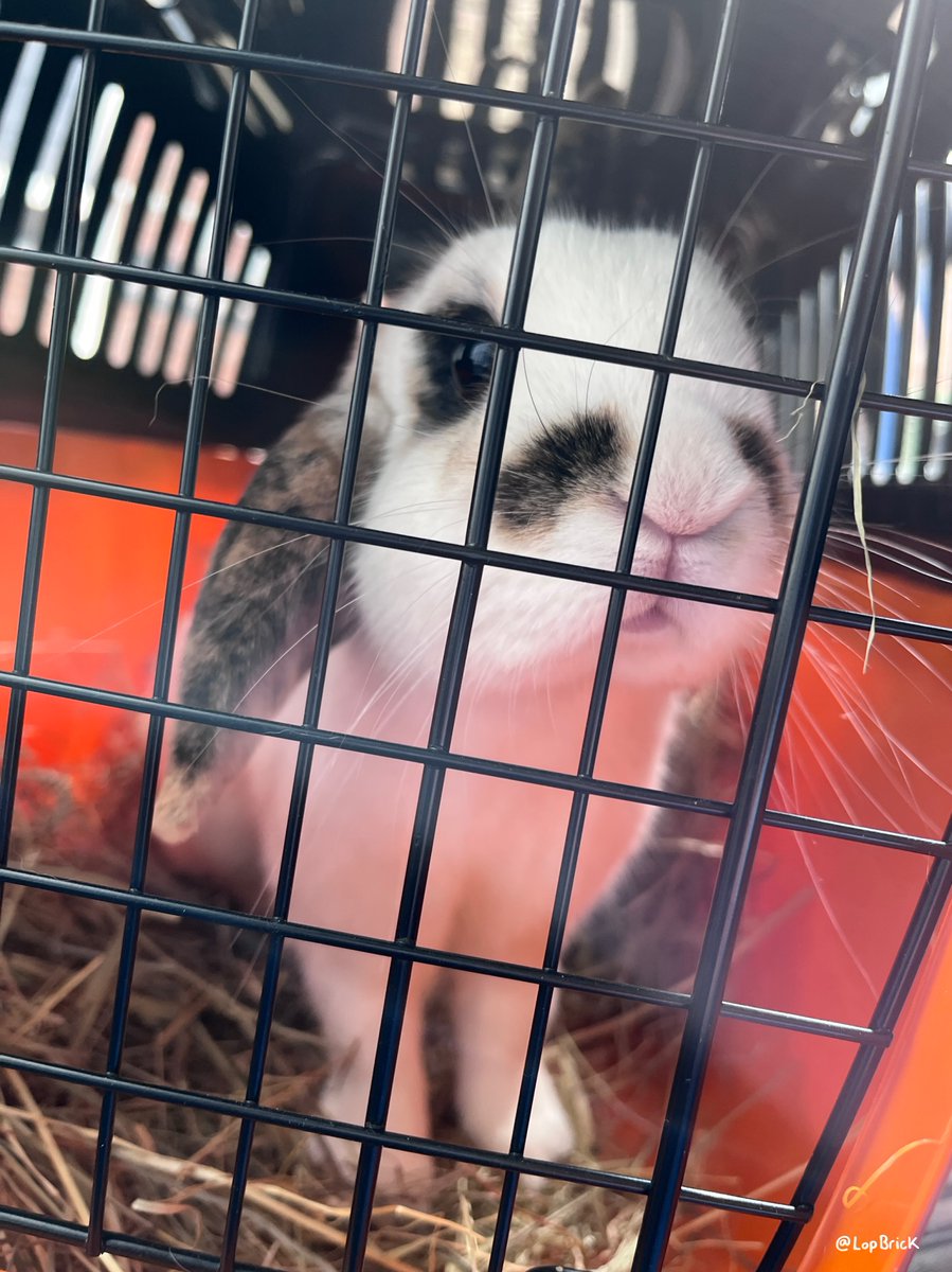 lopbrick's tweet photo. Brick had her annual vaccination! She was very well behaved but was not impressed with me after, thankfully I think I'm forgiven now! 🐇🧱 #cuteanimals #pets #rabbits https://t.co/3FqVlipfTf