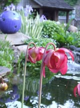 TheIWGS's tweet photo. Here is a FREE Excerpt from the Water Garden Journal Spring 2026:
We select an article from each Journal and make it publicly available in the Articles section of IWGS. org
Plant Profile: Sarracenia 'Judith Hindle' by Kelly Billing https://t.co/o4M8Q19fhu #watergardening #garden https://t.co/cLYpYbXaqf