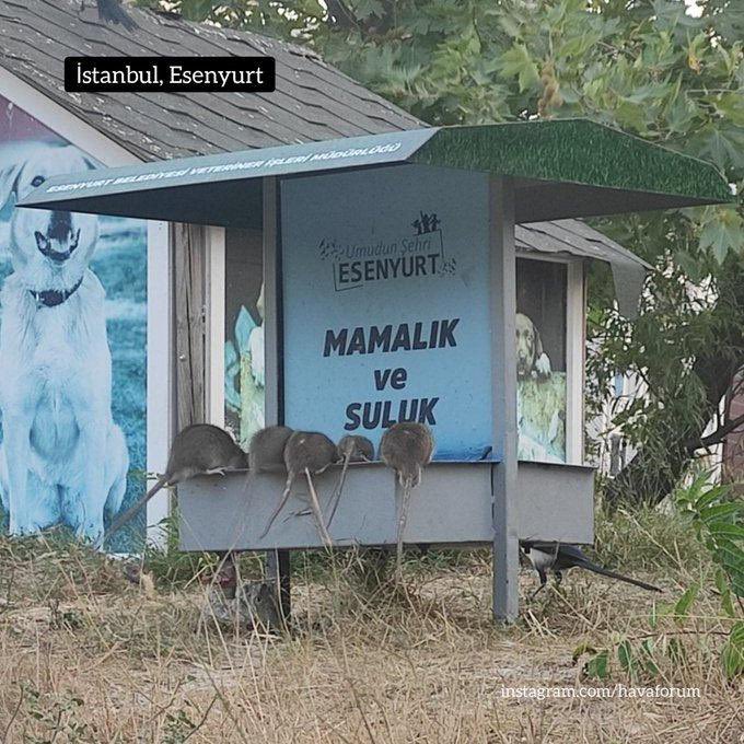 Ebubekir yıldırım tweet media