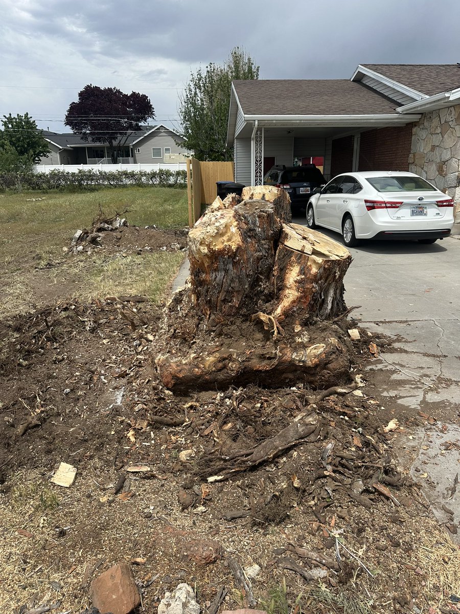 Tyler Mumford - The Stump Guy tweet media