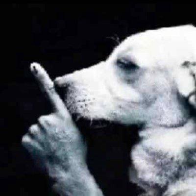 Shh Dog tweet media