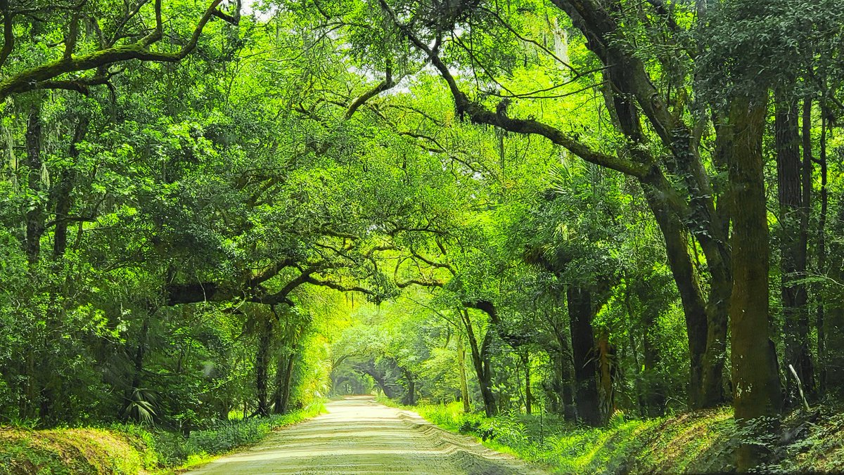 _Neffertity_'s tweet photo. Really proud of this photo I took 🌳💚 https://t.co/sbEs3BrLqn