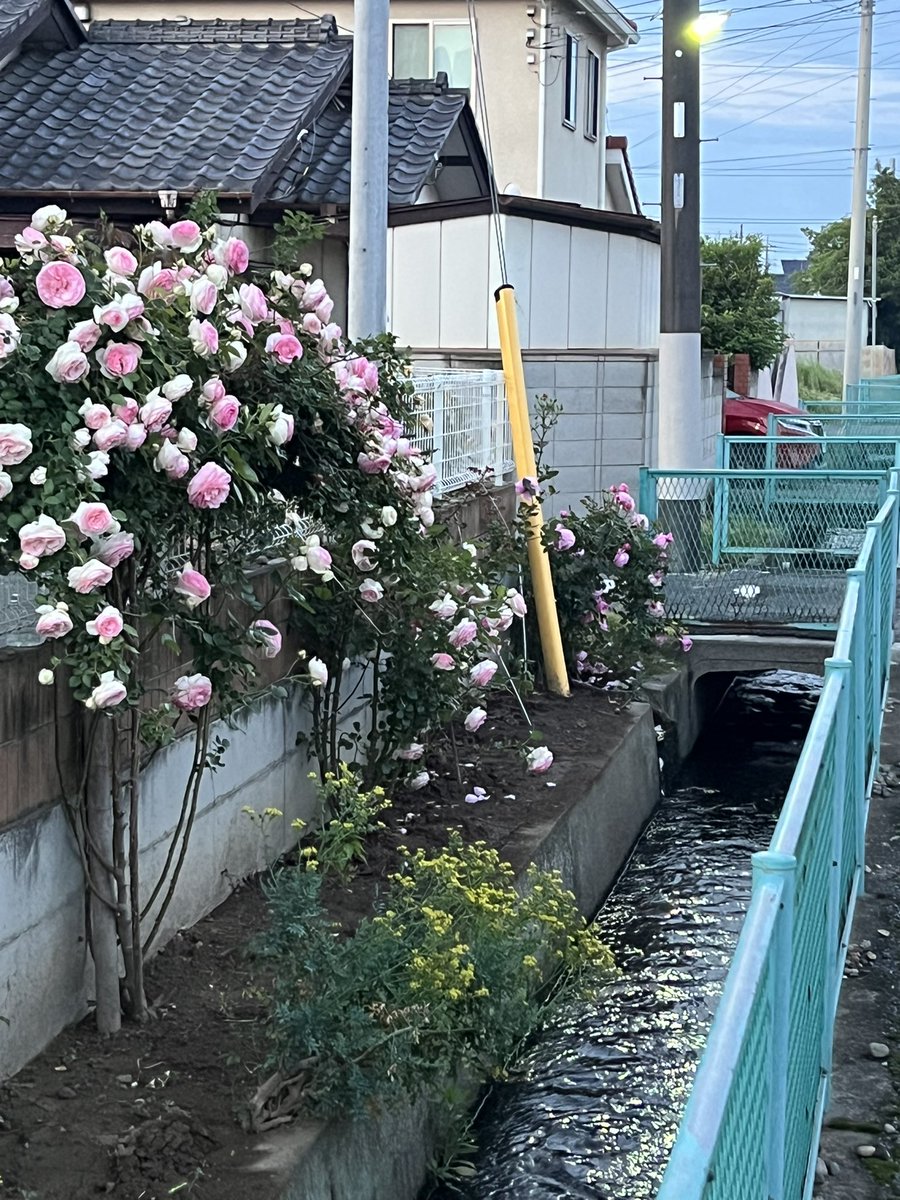cbr600rrhirokun's tweet photo. おはようございます☀
朝散歩からのガーデニング🧑‍🌾
#朝散歩 #気持ち良い https://t.co/9JC1LAKHRR
