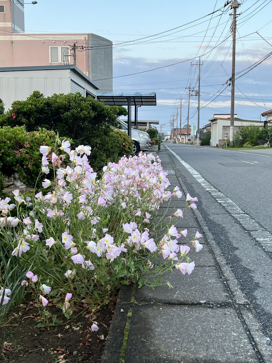 cbr600rrhirokun's tweet photo. おはようございます☀
朝散歩からのガーデニング🧑‍🌾
#朝散歩 #気持ち良い https://t.co/9JC1LAKHRR
