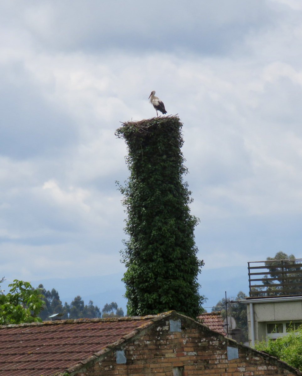 AmigosCegonas's tweet photo. Este nido de #Dacón es una joya biológica para el censo. Representa un ejemplo perfecto de adaptación a la pérdida de biodiversidad (la palmera muerta por el picudo) y de convivencia social ejemplar.
📸13-05-2026 #Carballiño
#cienciaciudadana #watchingstorks https://t.co/D2O41K8K9S