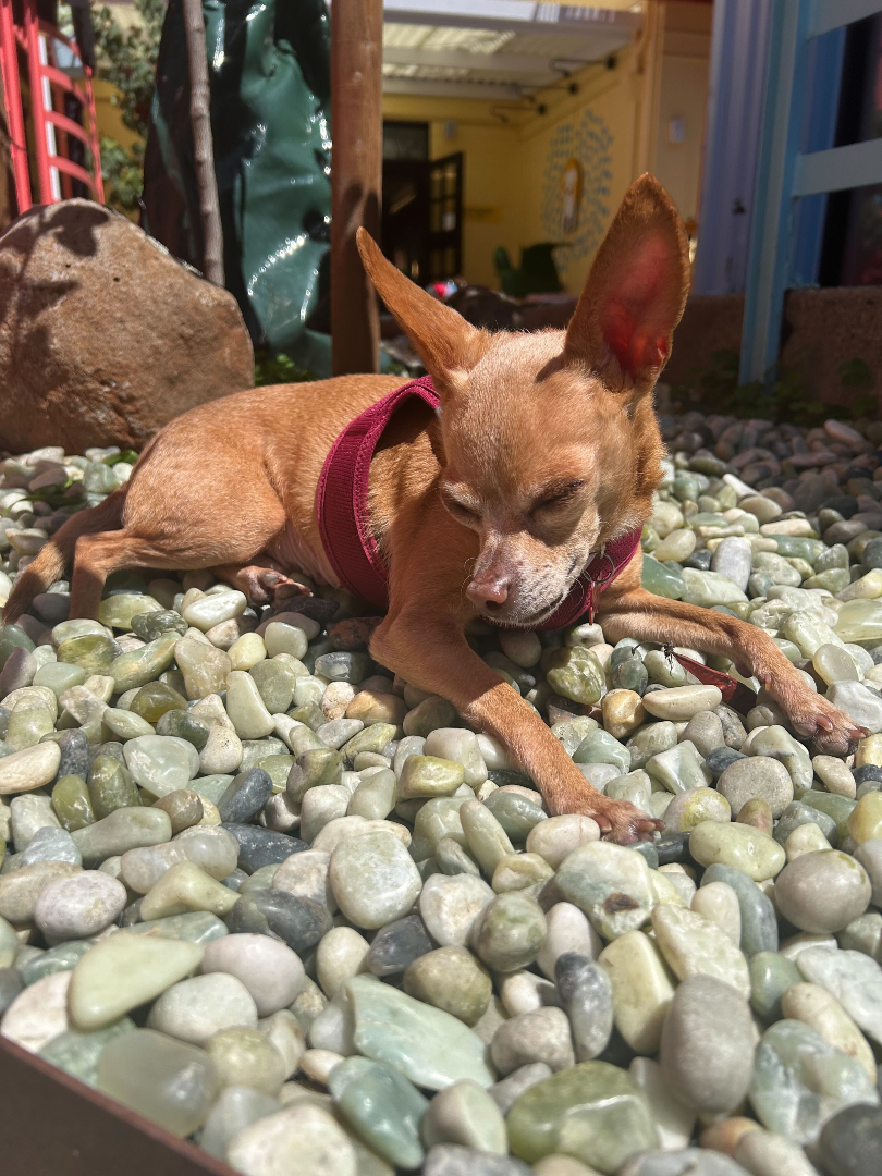 Muttville Senior Dog Rescue, San Francisco tweet media