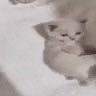 mlem tweet media