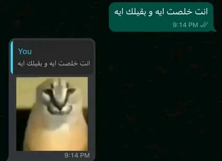 Esraa Wael tweet media