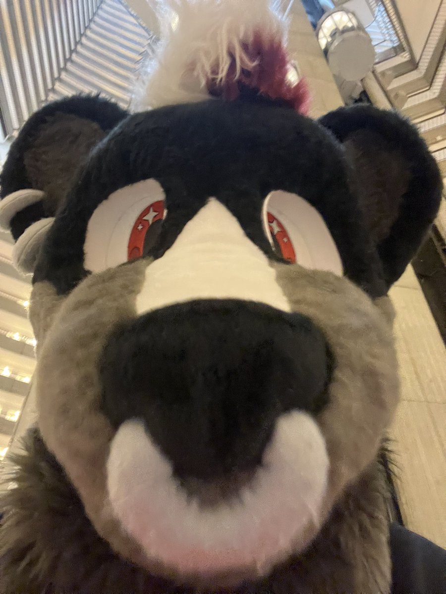 PUNK SKUNK tweet media