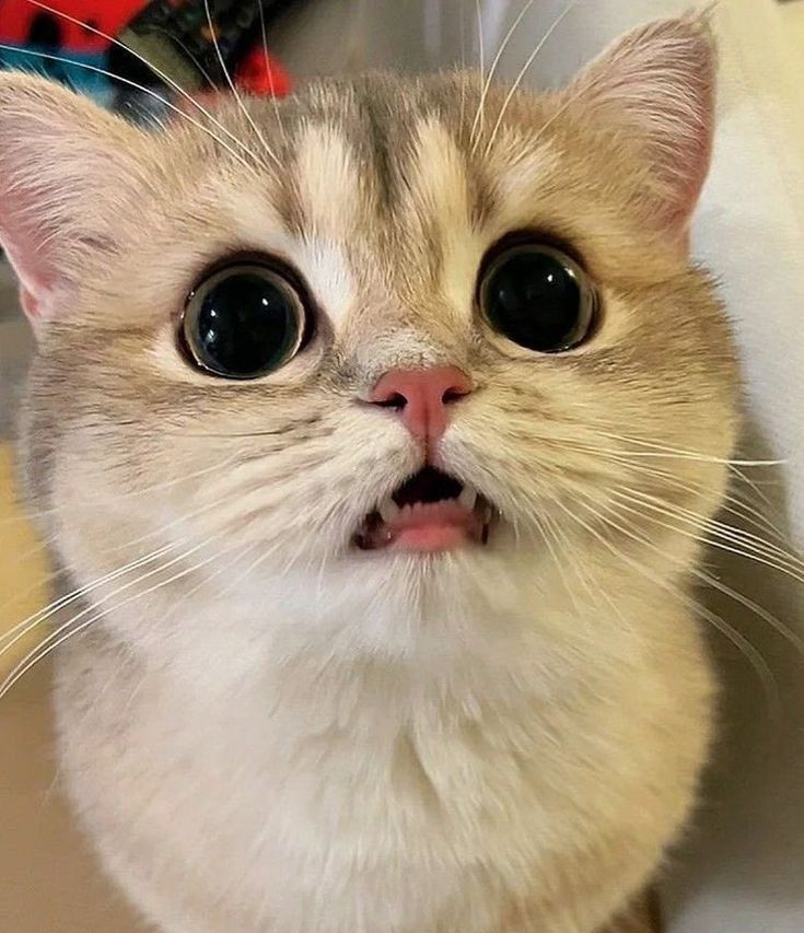 Cats all the way tweet media