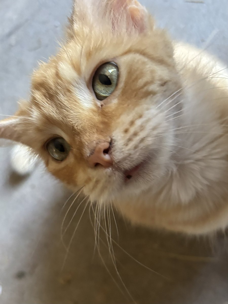 Preciousways825's tweet photo. @OdieOrville Happy #whiskerWednesday i’m new here! I’m Charlie! I’m a female! I showed up under the bunny house in January. My new mom took me in and I love her! I’m not sure if I’m doing this social media thing right https://t.co/W8YD2DOtKF
