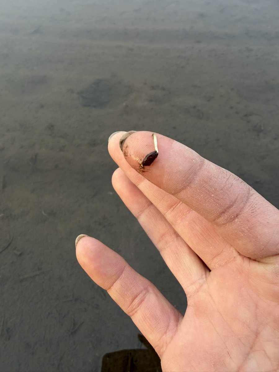 taguchifarmcom's tweet photo. 湛水直播 5/7播種
ちほみのり https://t.co/tyAMweqX5Q