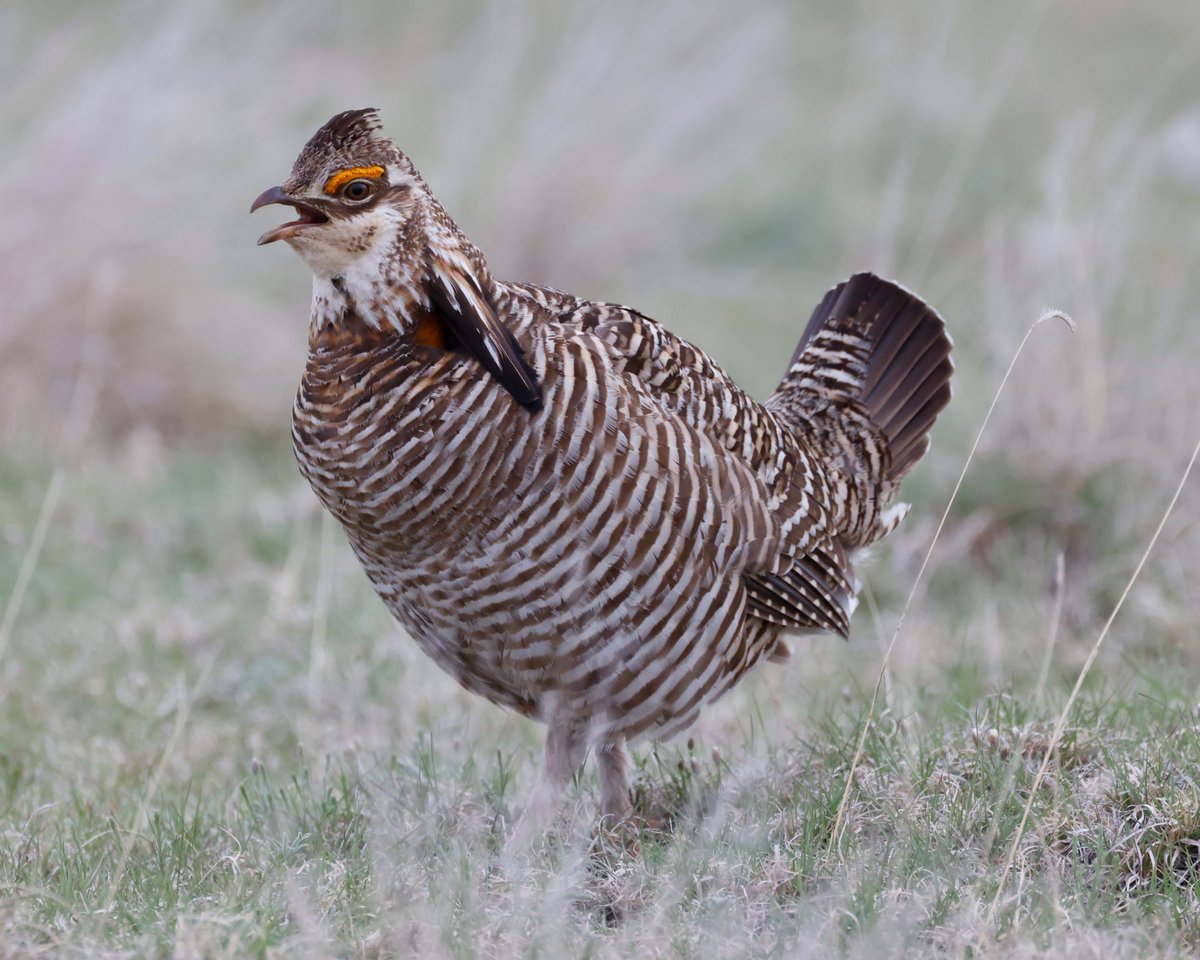 American Bird Conservancy tweet media