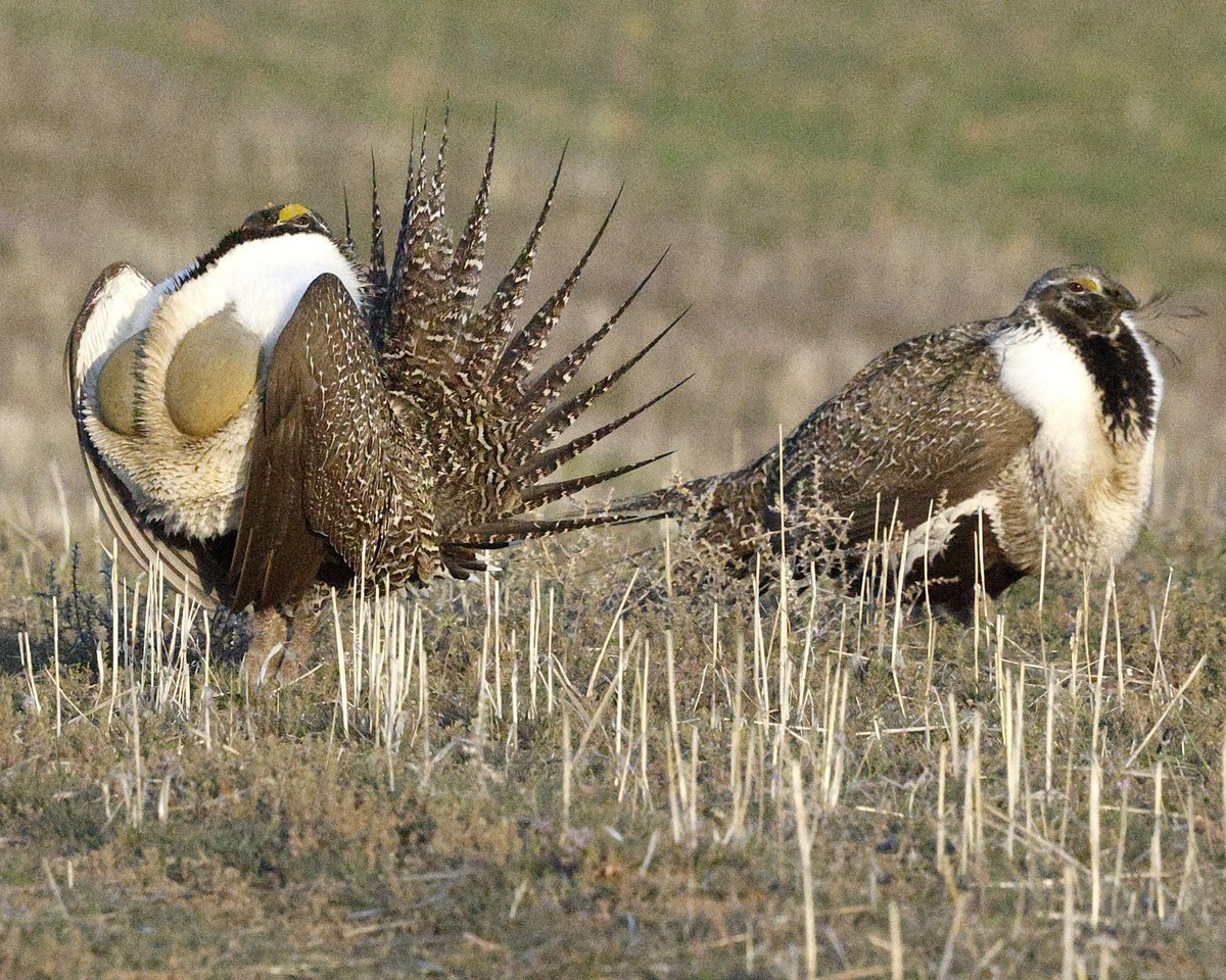 American Bird Conservancy tweet media