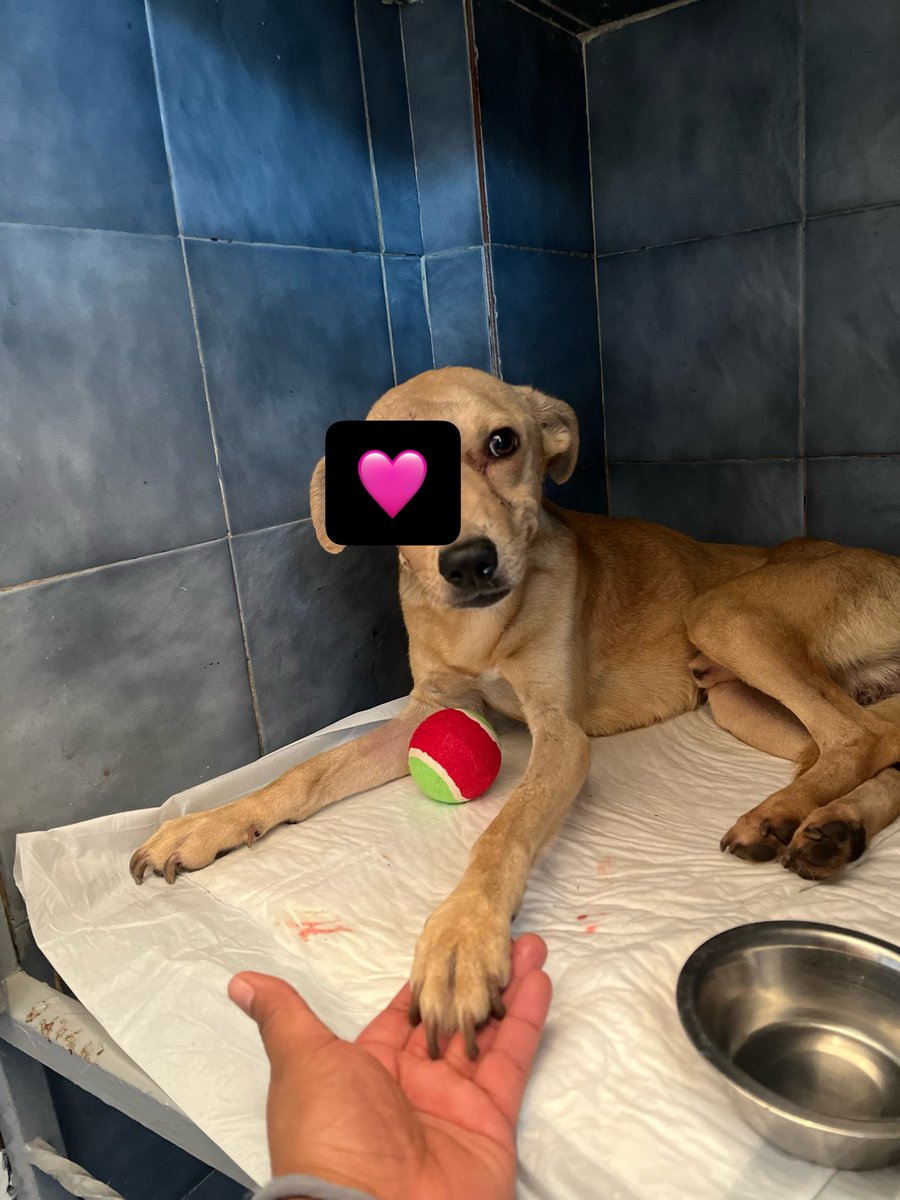 𝙷𝚎𝚕𝚊 𝙼𝚘𝚛𝚎 🐶 tweet media