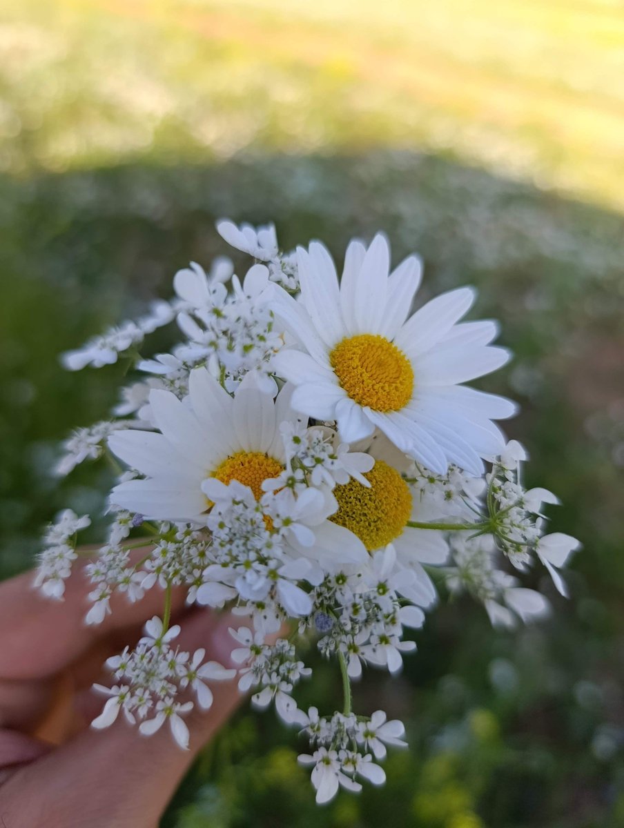drsemsinur's tweet photo. Bir incelik var sanırdım 
Çiçek uzatan elde.

Meğer güzellikler toprakta saklıymış...  

.şnk. https://t.co/KgvIoaDT5b