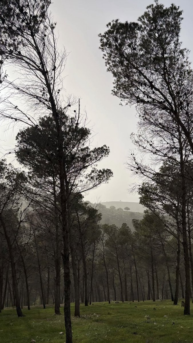 cinnyrollss's tweet photo. grounded by trees <3 https://t.co/lPWbhMZkPk