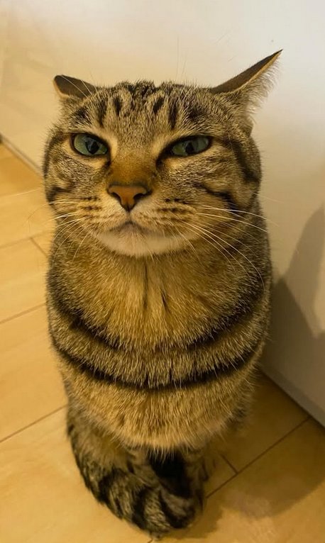 Daily Cat Posting tweet media