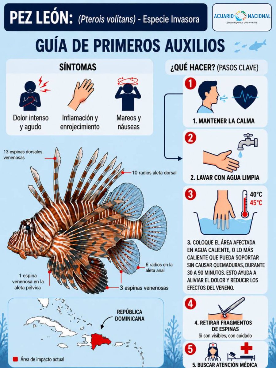 AcuarioRDo's tweet photo. 🦁🐟 ¡Cuidado con el pez león!

Sus espinas son venenosas y pueden causar dolor intenso.

⚠️ Si te pica:

✅ Lava la zona afectada.
✅ Colócala en agua caliente (sin quemaduras) por 30-90 min.
✅ Busca atención médica.

🌊 Protejamos nuestros arrecifes y la biodiversidad marina. https://t.co/6iLP4mxKY2