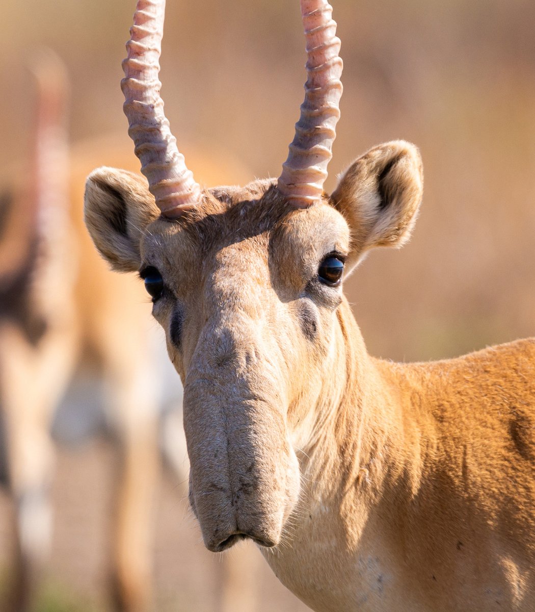 pubity's tweet photo. The Saiga Antelope had their population reduced to less than 50,000 due to a deadly bacteria outbreak in 2015. Now, there are more than 4.1 million Saiga Antelopes in the world.

It's considered one of the biggest successes in the history of animal conservation. https://t.co/uZTPp8x4em