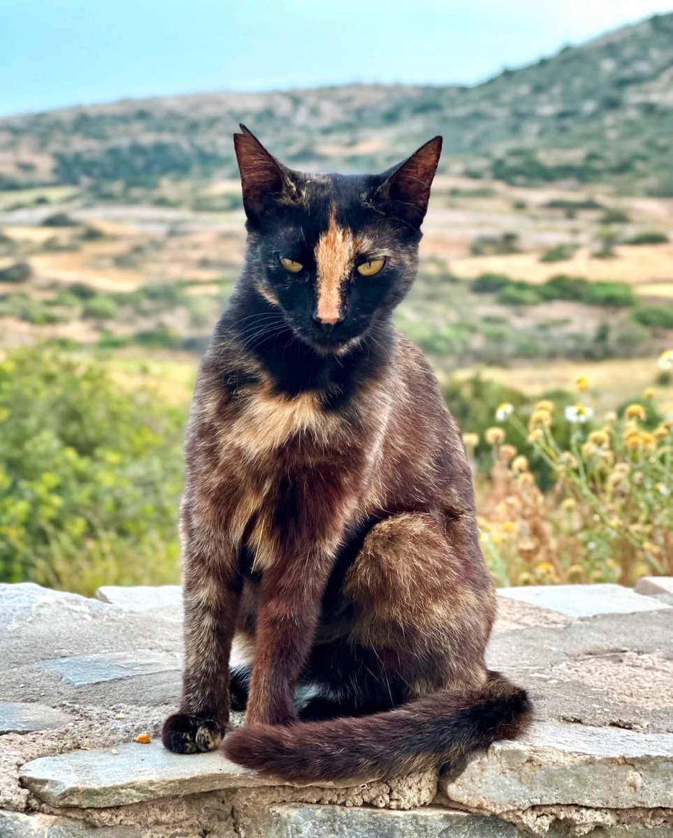 Cats of Iraklia tweet media