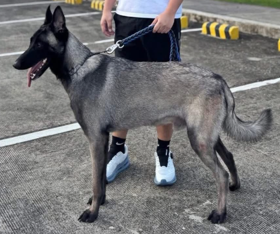 VT_sleepygf's tweet photo. @leyliines eebee silver belgian malinois confirmed https://t.co/icLvgRQ5j0