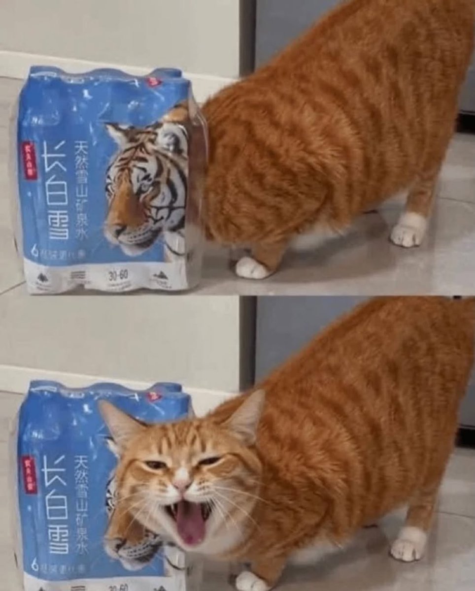 Cat 🐈 tweet media
