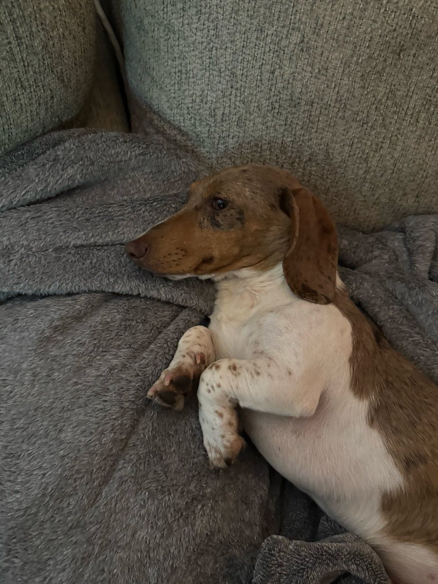 reneeb313's tweet photo. @TheStingisBack Hello Finn. What beautiful eyes you have! Your friend, Finn, the Dachshund https://t.co/3V5VrEMQTG