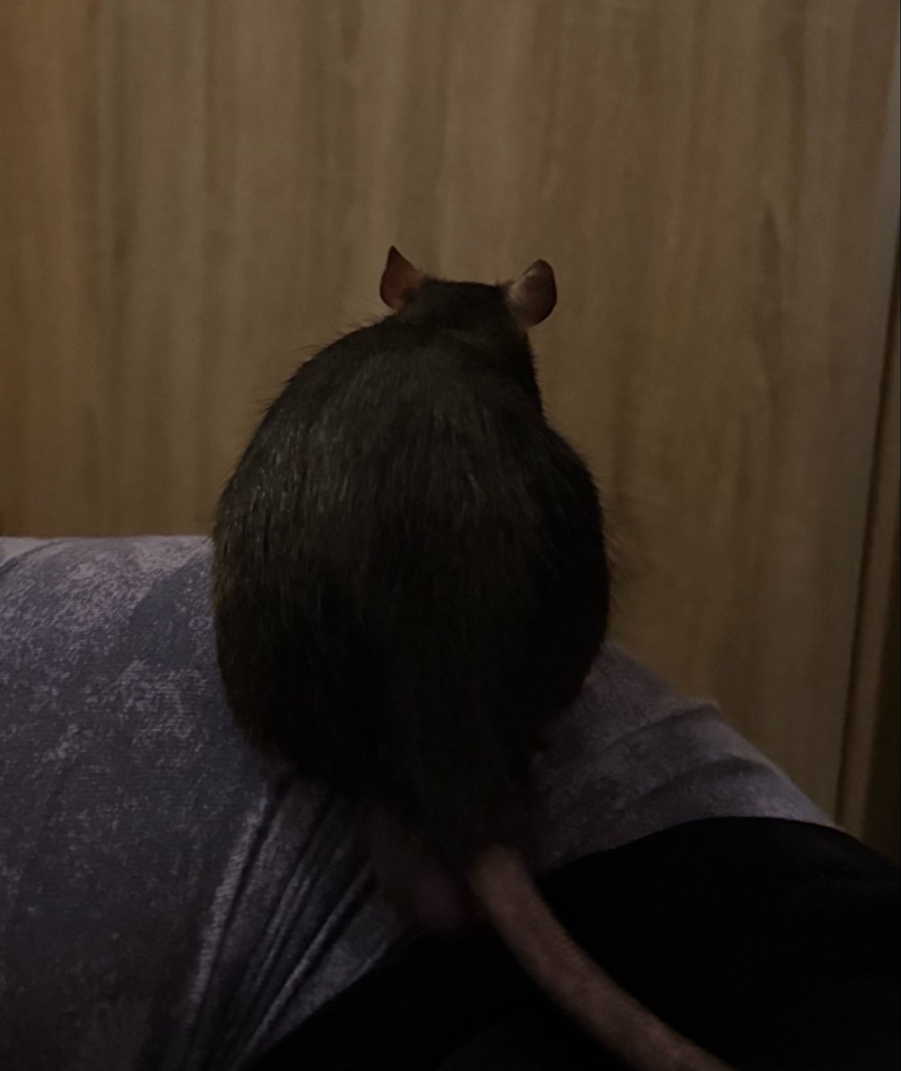 Kyria 🦥🌻 tweet media