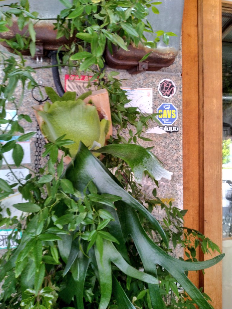 citta420's tweet photo. 出張時に出会った植物達
築地の素敵な珈琲ショップと国会議事堂の都道府県の木 https://t.co/1T2vm5jRfS