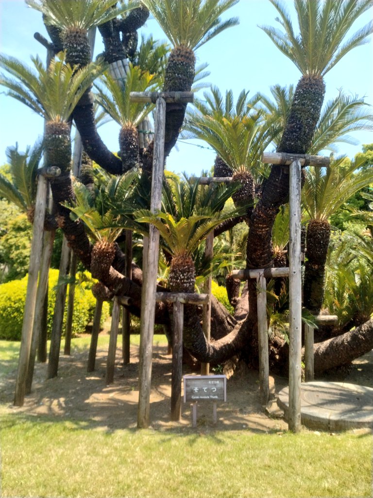 citta420's tweet photo. 出張時に出会った植物達
築地の素敵な珈琲ショップと国会議事堂の都道府県の木 https://t.co/1T2vm5jRfS