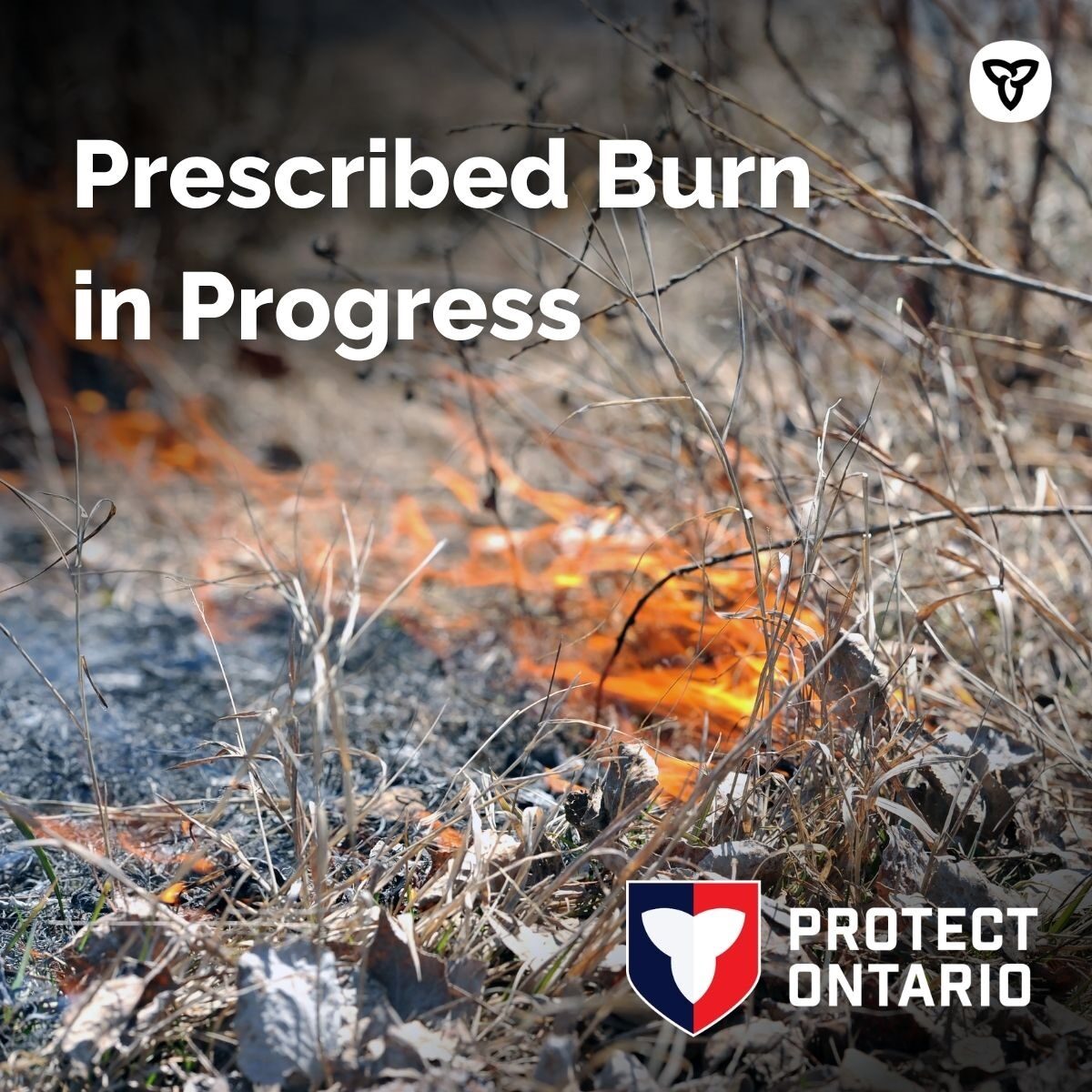 Ontario Forest Fires tweet media