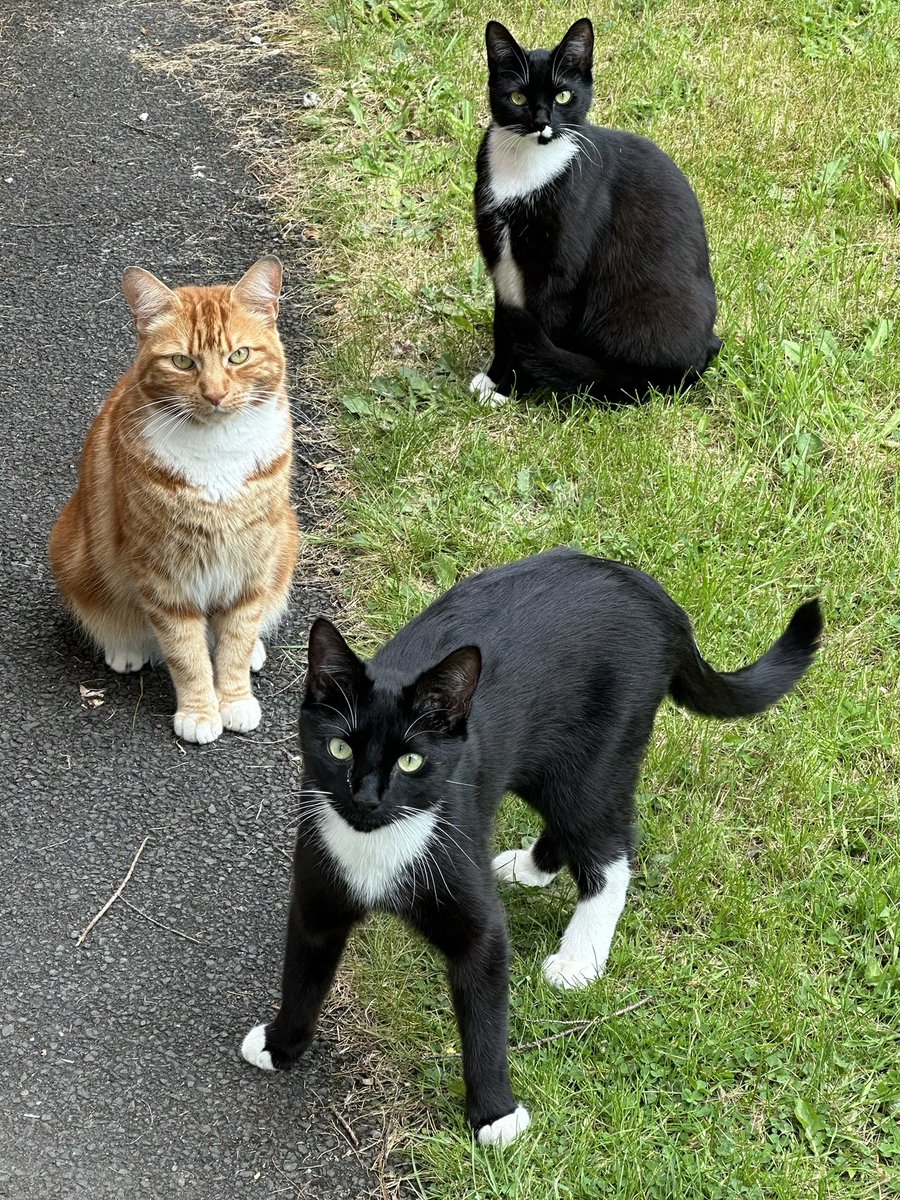 ert_block's tweet photo. @DoobusGoobus Hope all is well ❤️ have pic of cats https://t.co/5VQSHneL8D