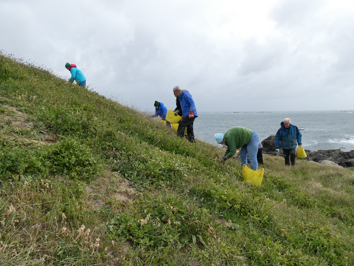 GsyConservation's tweet photo. 🌧🌧  90% chance of heavy rain at 11am on Wednesday was correct! 🤣
Fort Le Marchant headland is looking great and we only managed to find a few small patches of invasive Sour Fig. Then it rained.......💧💧💧
#activeoutdoors #rain #invasivespeciesremoval https://t.co/46fqZAe8Cl