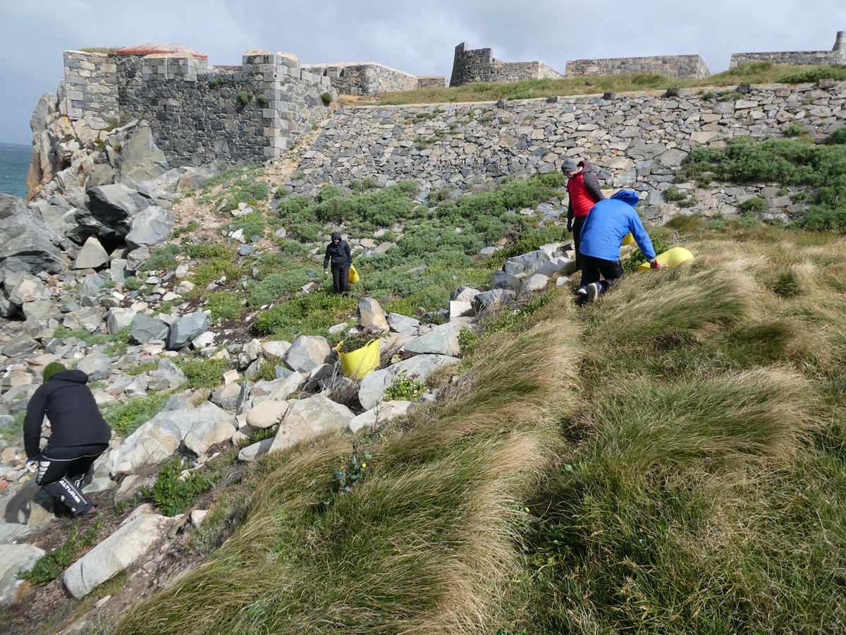 GsyConservation's tweet photo. 🌧🌧  90% chance of heavy rain at 11am on Wednesday was correct! 🤣
Fort Le Marchant headland is looking great and we only managed to find a few small patches of invasive Sour Fig. Then it rained.......💧💧💧
#activeoutdoors #rain #invasivespeciesremoval https://t.co/46fqZAe8Cl