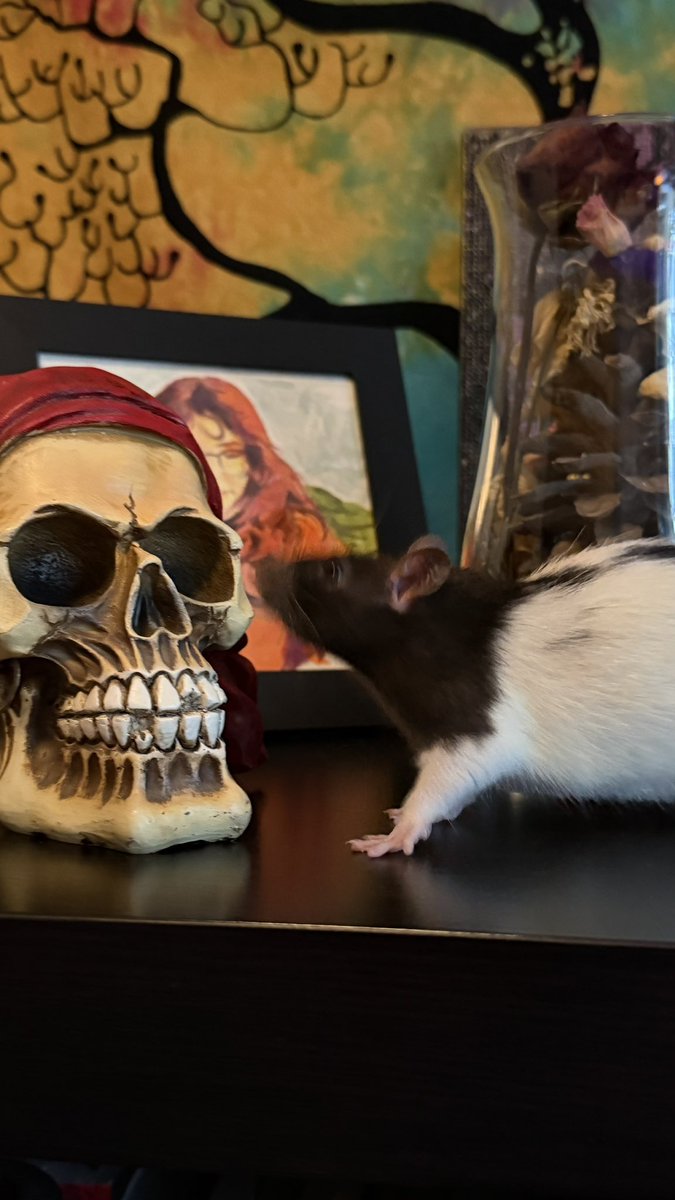 Kyria 🦥🌻 tweet media
