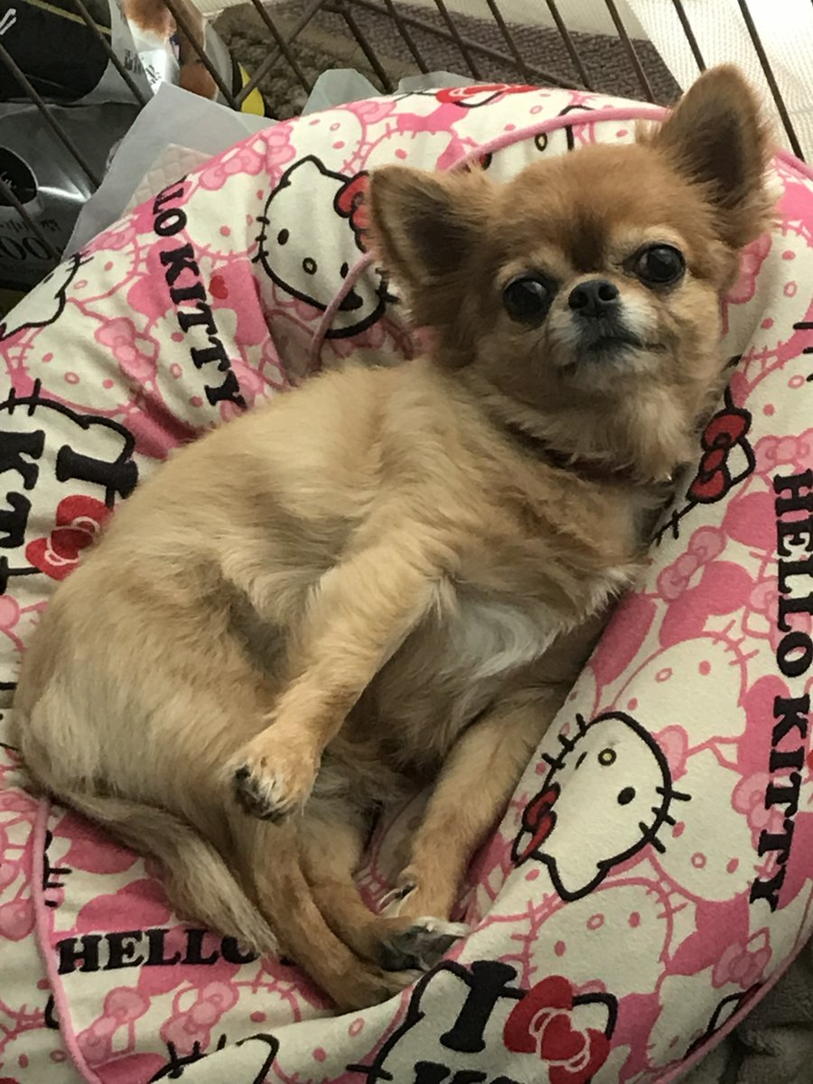 チワワのセナくん🌈🐶 tweet media