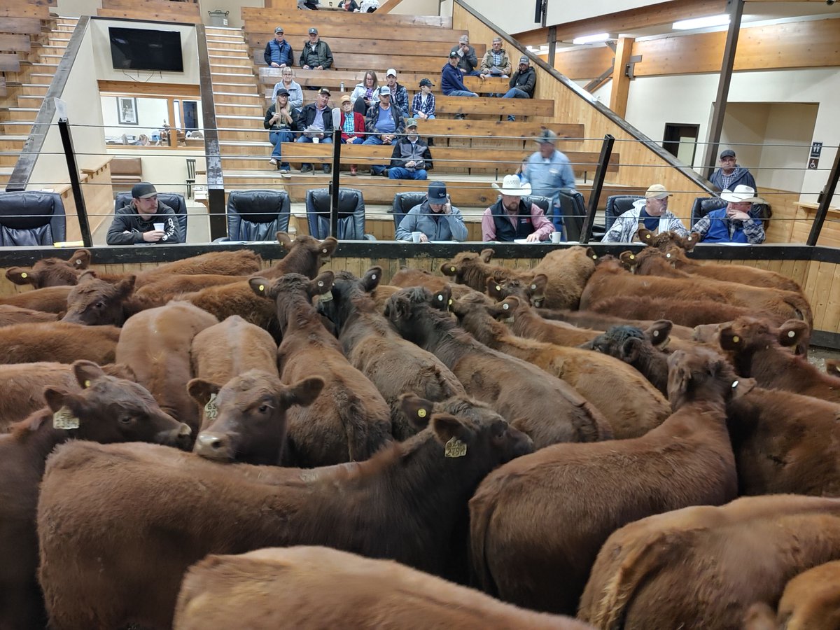 Perlichbros's tweet photo. REGULAR CATTLE SALE Thursday May 14th 
We have a lineup of yearlings that are out of this world!
The quality of these yearlings will blow you away with sets of home raised cattle, health programs, all ready to go to grass.
Click here https://t.co/w3826qjM16 
See YOU at the sale! https://t.co/Ru8g4Qw5G4