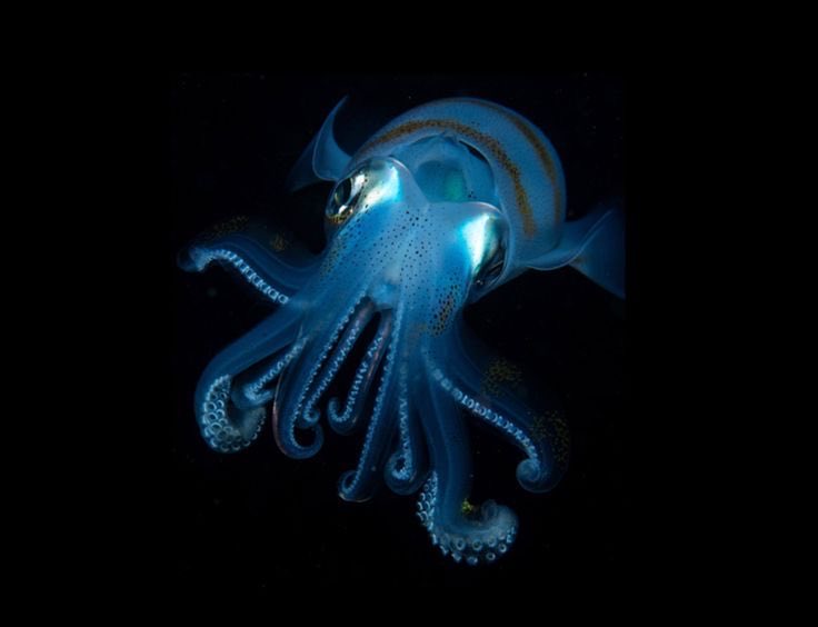 Squiddy🌊 tweet media