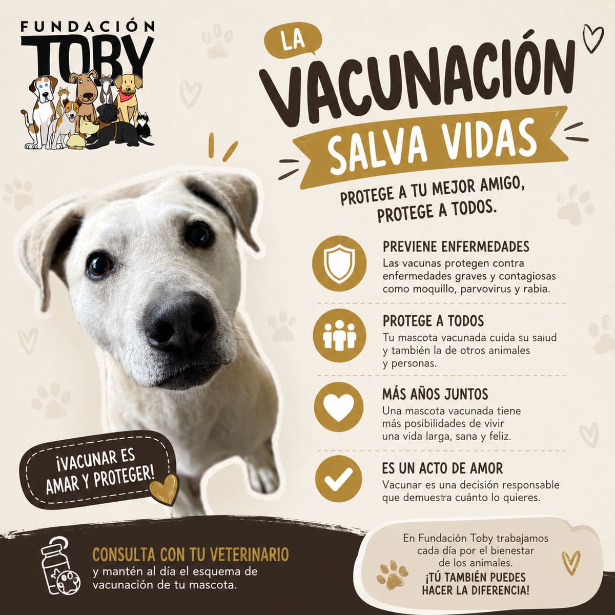 Fundación Toby tweet media