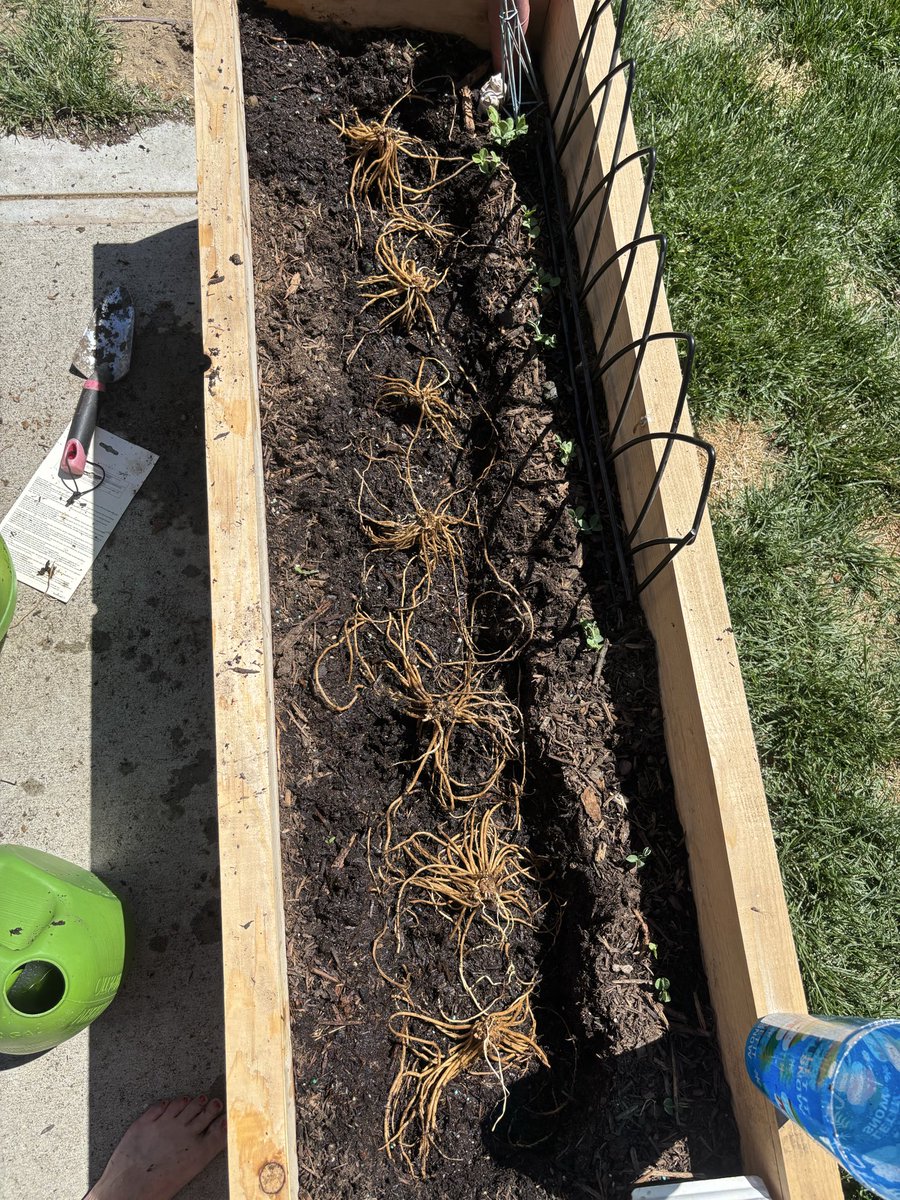 Myrandapolisci's tweet photo. Grow something. Today’s lessons 1. Exercise and foraging 2. How to grow your own food 3. Don’t come home without grabbing one shelf stable meal to add to shelves 4. Clean up litter. Looks tmrw is going to be slingshot and how to write with feather. #garden #forage #foodshortage https://t.co/ZwUdgM6k7S