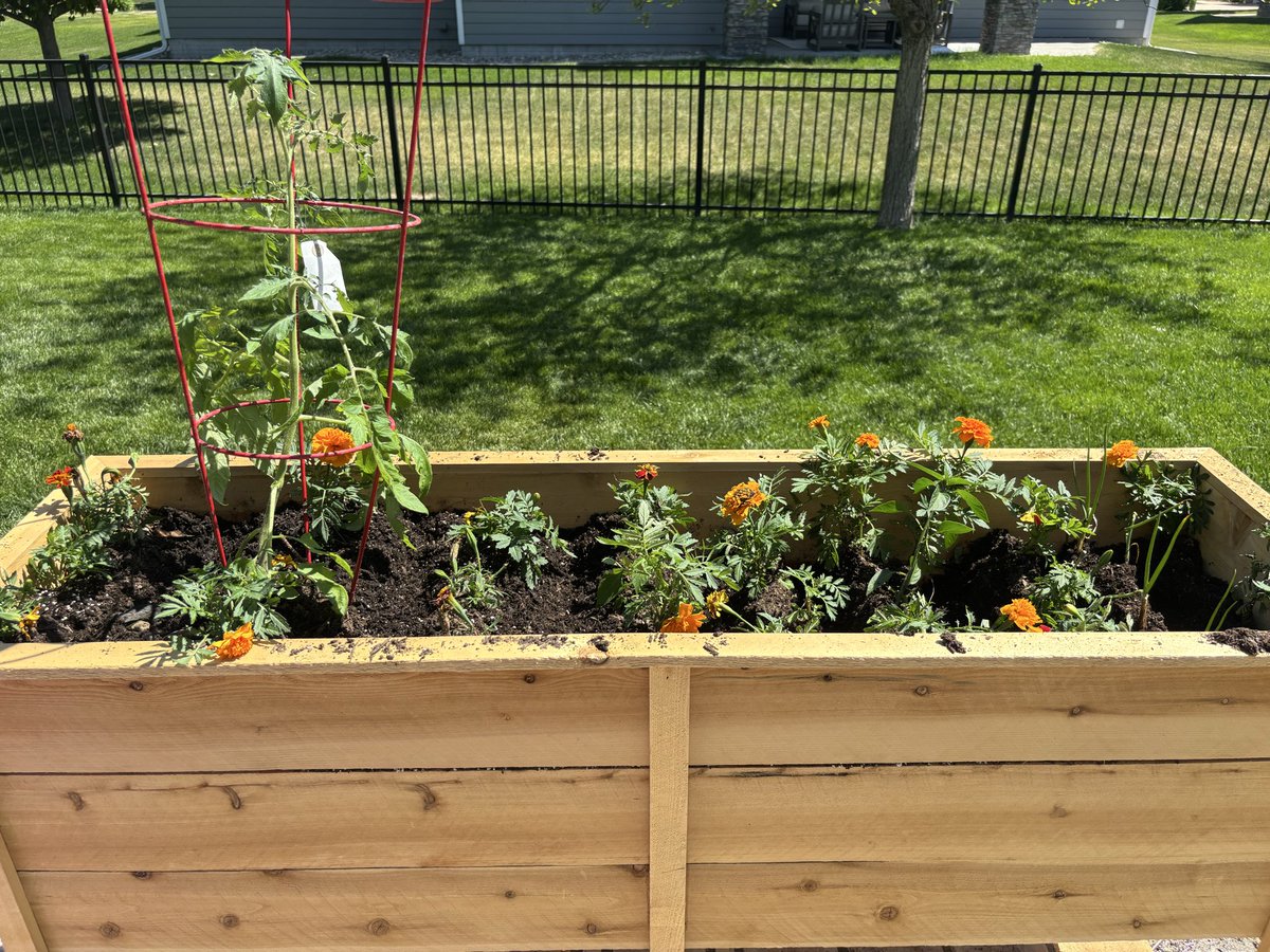 Myrandapolisci's tweet photo. Grow something. Today’s lessons 1. Exercise and foraging 2. How to grow your own food 3. Don’t come home without grabbing one shelf stable meal to add to shelves 4. Clean up litter. Looks tmrw is going to be slingshot and how to write with feather. #garden #forage #foodshortage https://t.co/ZwUdgM6k7S