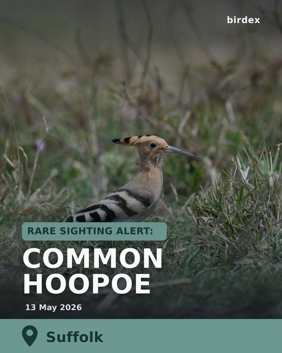 birdex_app's tweet photo. 🚨Rare Bird Alert: Common Hoopoe
📍Location: Suffolk, East England
📅 Date: 13 May 2026
Download Birdex to find rare birds near you https://t.co/MtT0eQKf6T