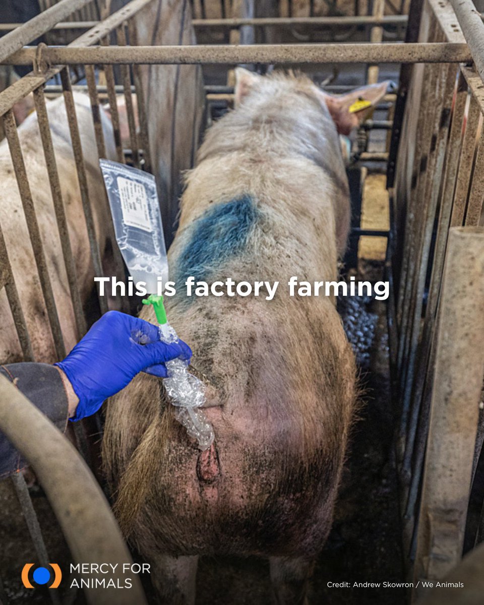 Mercy For Animals tweet media