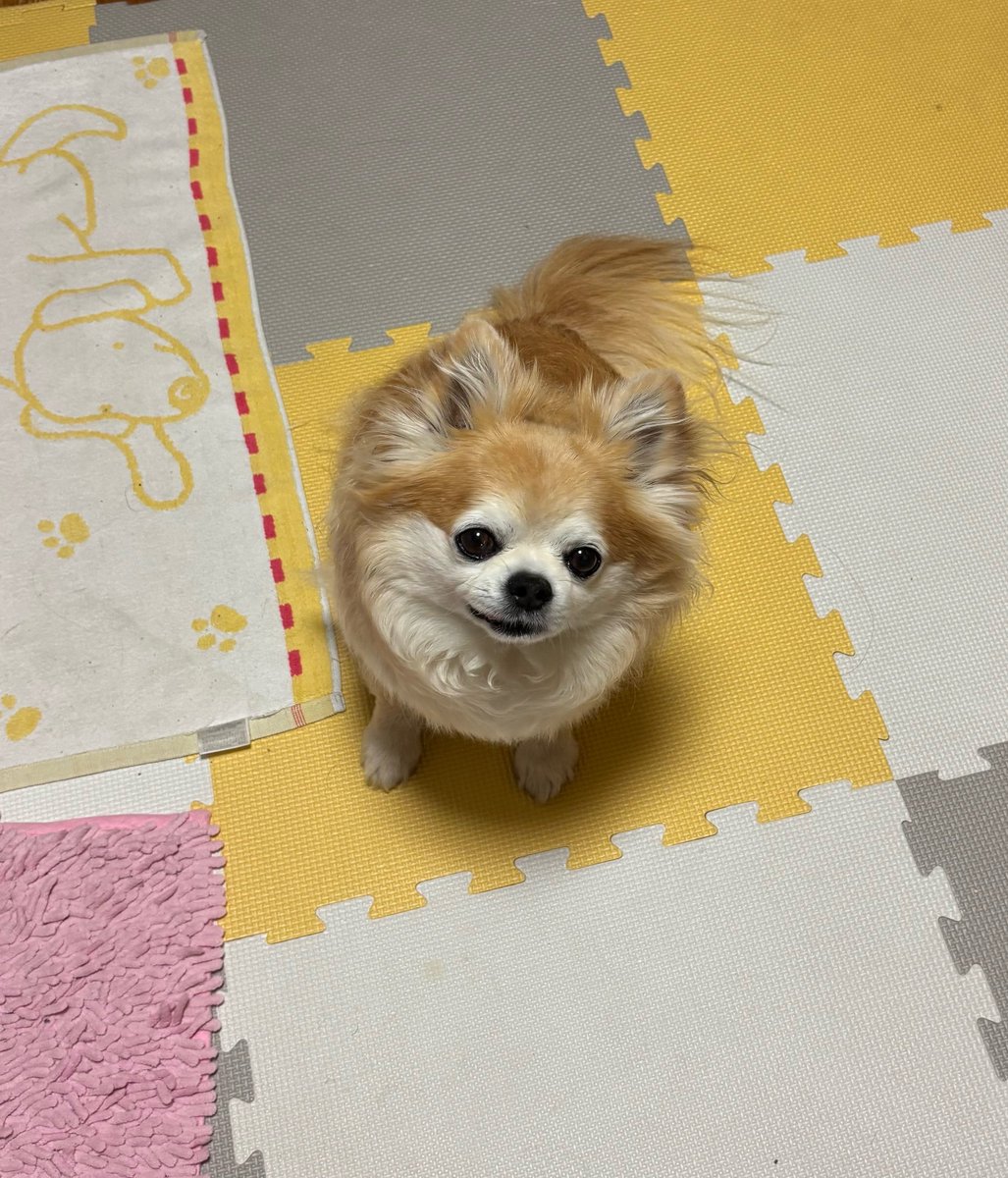 チビ＆ココ tweet media