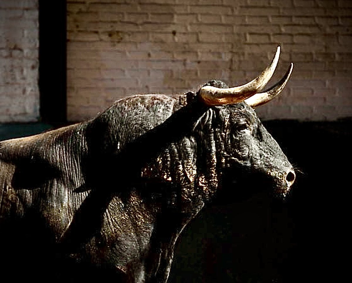 Ignacioirujo's tweet photo. #Toro #Bulls #España #Spain #Tauromaquia #Espectacular #Nice #Pretty #Belleza #Bravura #Nobleza #Fuerza #GanadoBravo #Cultura #Dehesa #Bravery #Nobility #Spectacular #ReinoAnimal #Naturaleza #Nature #AnimalKingdom #Colorido #Presencia #Respeto https://t.co/RAUrzZ7G5B