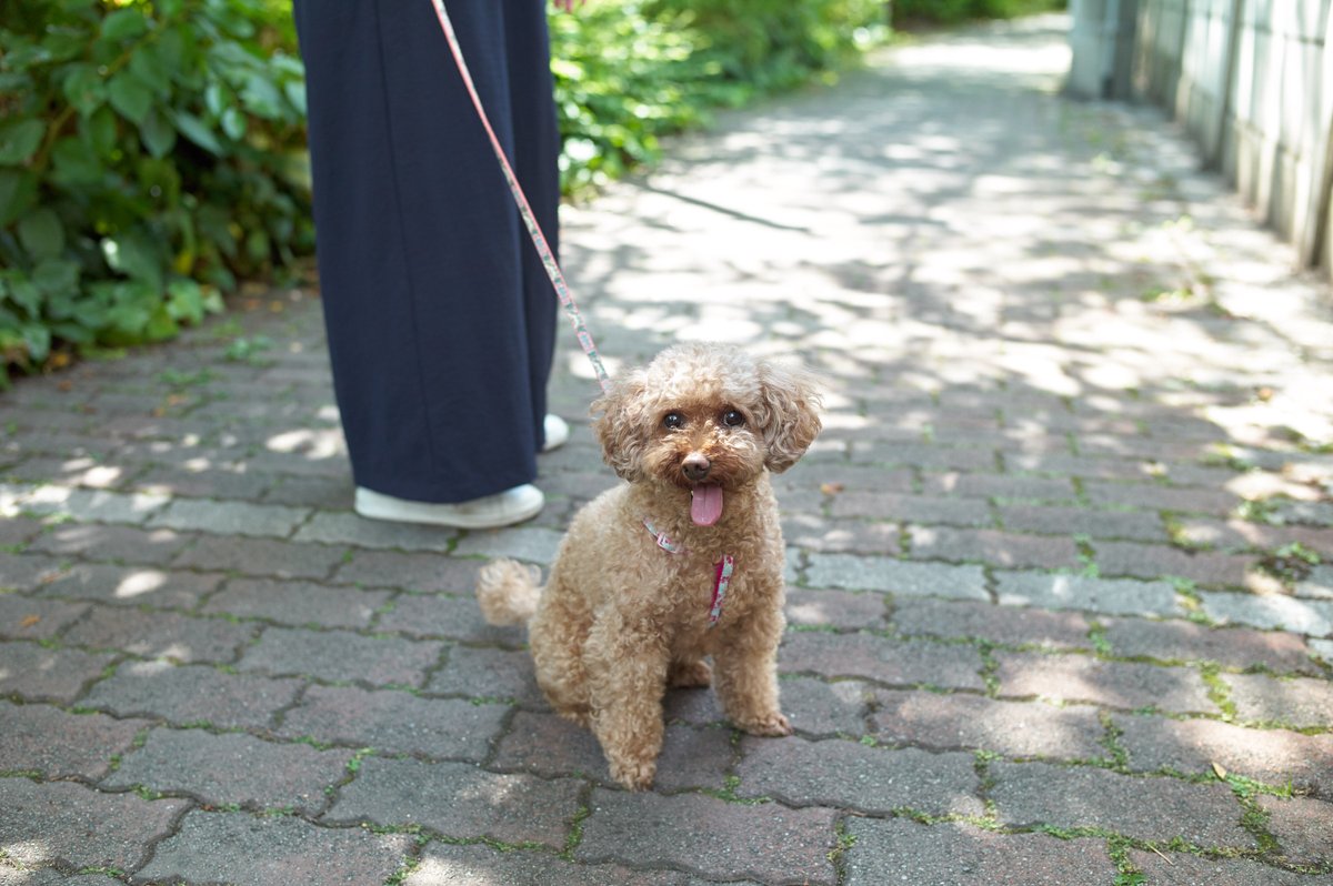 UncleBillsPets's tweet photo. One thoughtful thing we noticed in Japan 🐶
Many dog parents carry small water bottles on walks to rinse away their dog’s urine after they go. It’s a simple habit that helps keep public spaces clean and considerate for everyone 
We thought it was such a clever &amp; respectful idea! https://t.co/rDj7VKgWXl