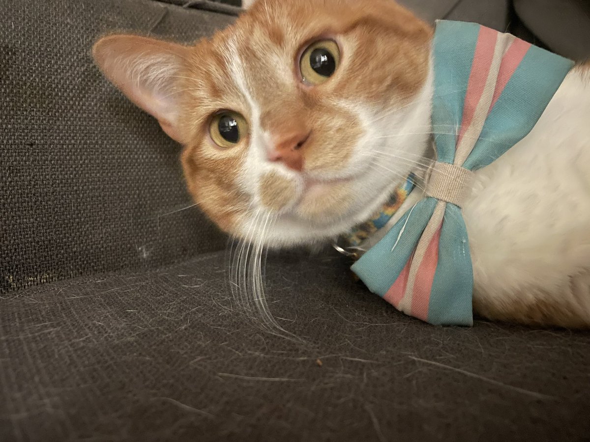 vinny 🧡 thomas, freckles, dumpling tweet media