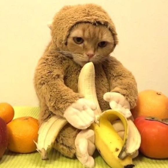 Punch Cat tweet media