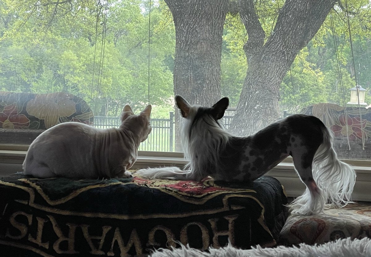 miscaisg's tweet photo. @sciencegirl This is our  bambino (developed by crossing the sphynx &amp; munchkin), Bam Bam with his buddy, Ru (our Chinese Crested, hairless variety) 🥰 https://t.co/dgX3rP6Y1Y